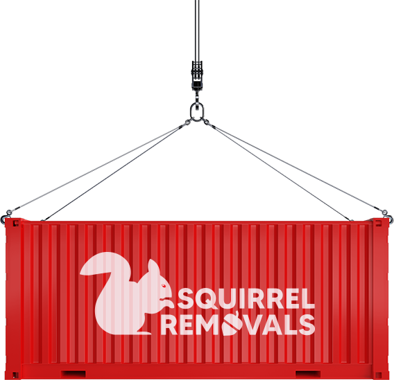 Squirrel Removals